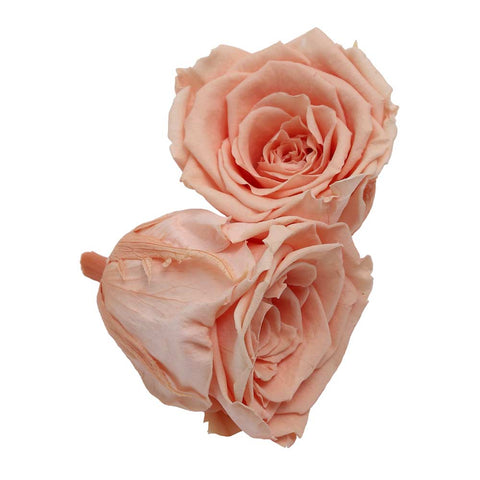 6CM Preserved Rose Flower