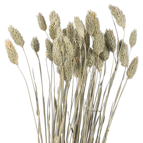 Dried Phalaris Grass