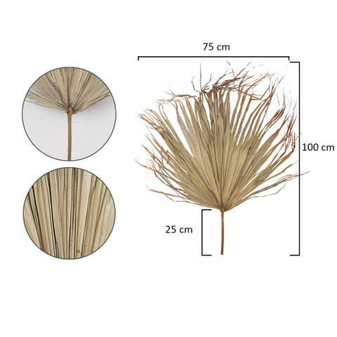 Dried Palm Leaves