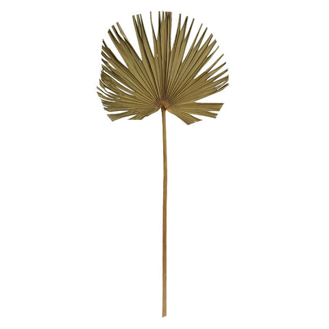 Natural Dried Palm Spear Leaf-Nature Fan-S