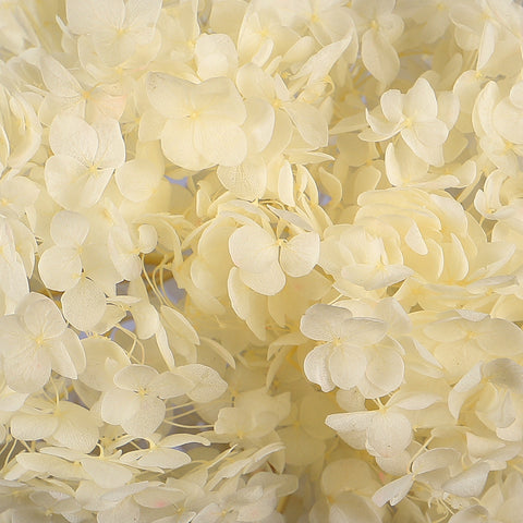 Preserved Dried Hydrangea Flower