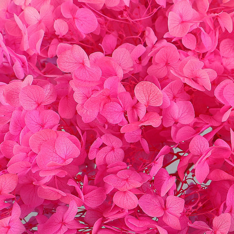 Preserved Dried Hydrangea Flower