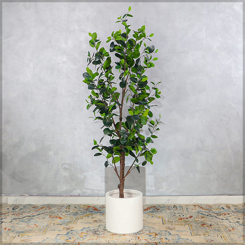 Artificial Ficus Plant 160cm Tall