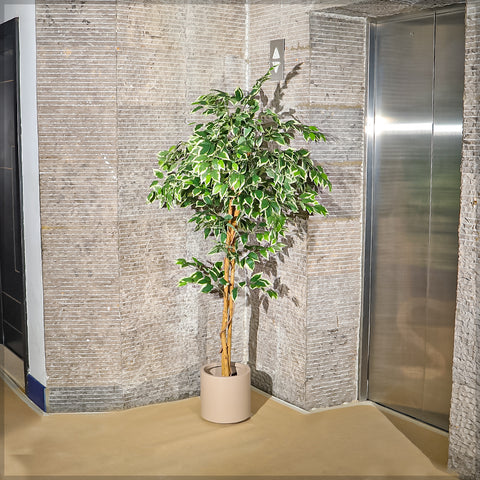 Tall artificial ficus plant for modern home styling