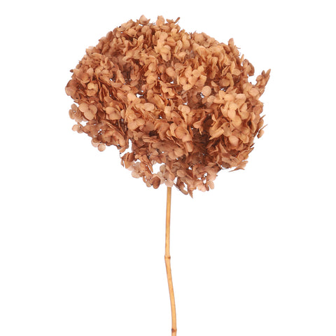 Natural Preserved Dried Hydrangea Flower