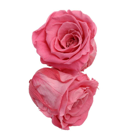 6CM Preserved Rose Flower