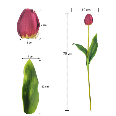 Two Color Mix Tulip Flowers