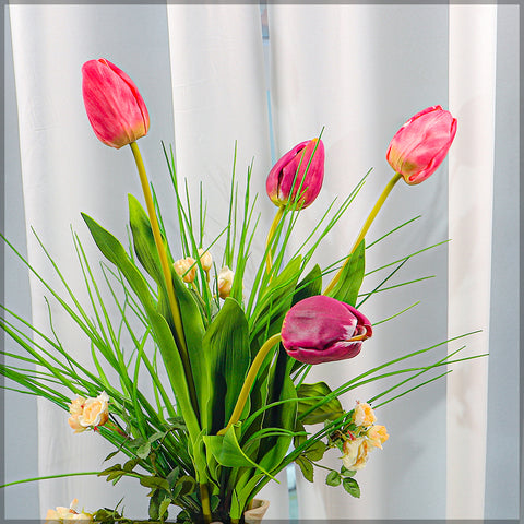 Two Color Mix Tulip Flowers