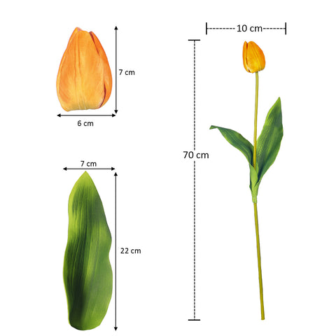 Two Color Mix Tulip Flowers