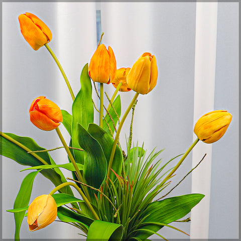 Two Color Mix Tulip Flowers