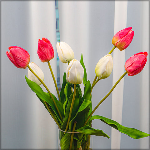 Two Color Mix Tulip Flowers