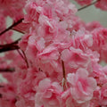 Oversized Cherry Blossom Tree Decor