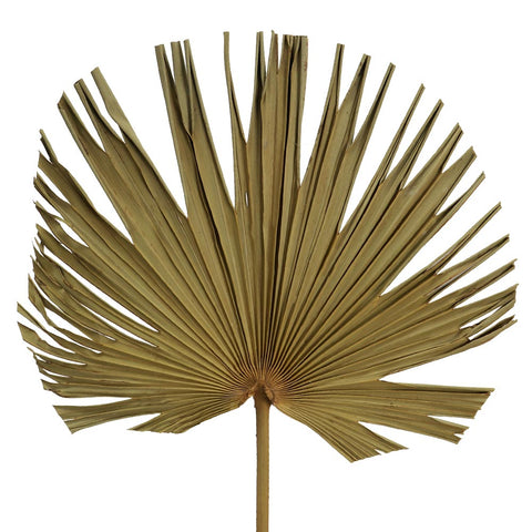 Natural Dried Palm Spear Leaf-Nature Fan-S