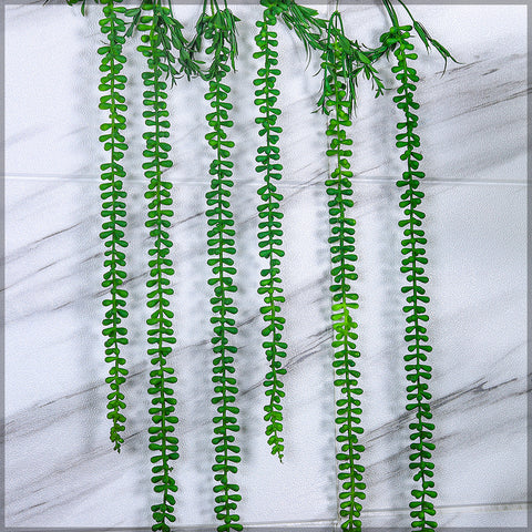 Senecio pea plant in a hanging basket