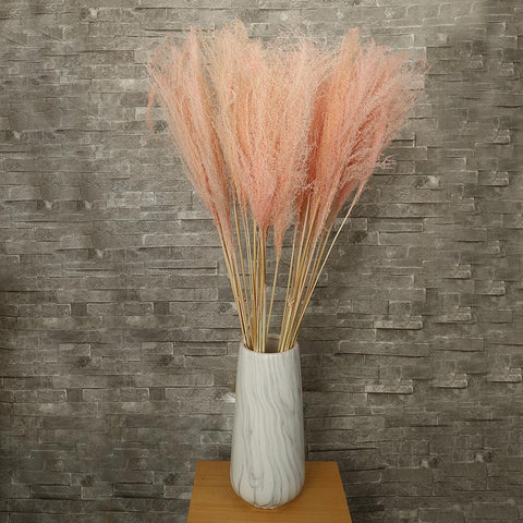 Natural Preserved Pampas Grass