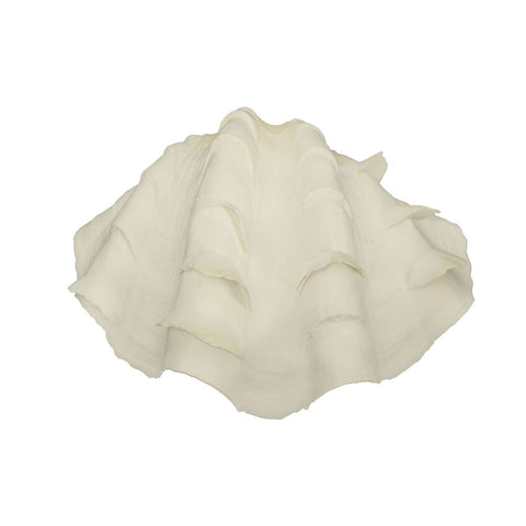 1 KG Natural Sea Shell-Shell-B