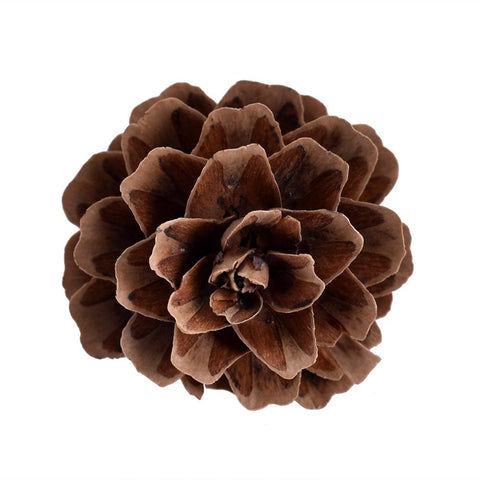 Natural Rustic Pine Cones Brown