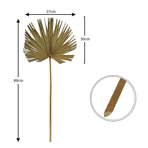 Natural Dried Palm Spear Leaf-Nature Fan-S