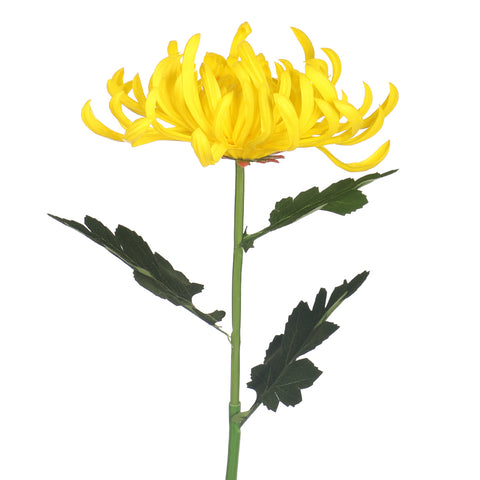 Japanese Chrysanthemum