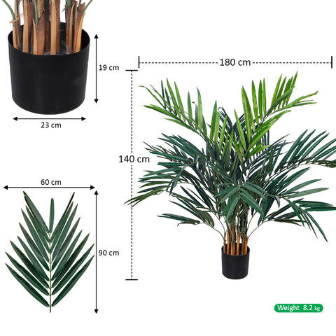 Decorative kentia palm for indoor spaces adding tranquility to a room