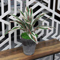 Synthetic white bush cordyline for living room decor