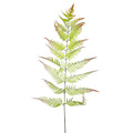 Fake fern leaf for elegant arrangements