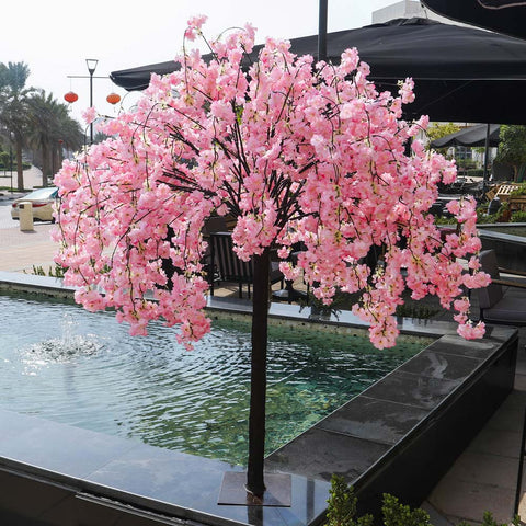 1.6 meter high pink cherry blossom tree