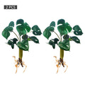 Miniature monstera plant for compact home decor