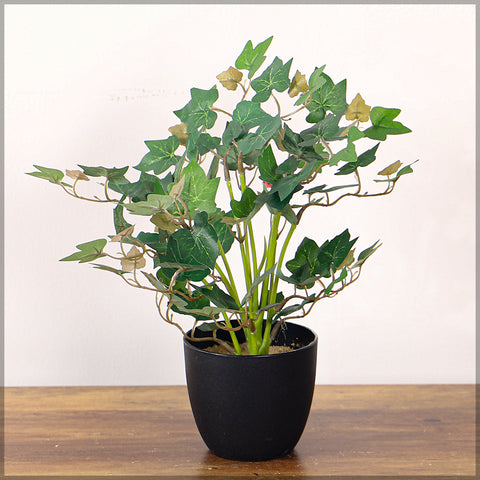 Mini Table Top Ivy Plant