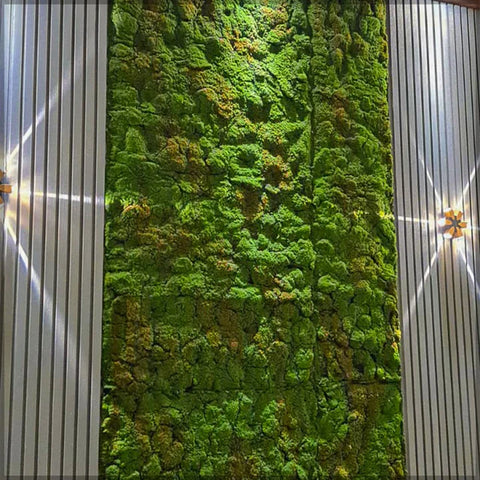 Green wall arrangements + Cactus Landscape