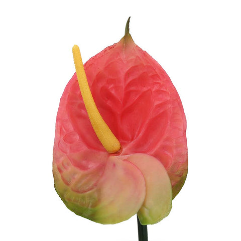 Artificial Anthurium Flowers