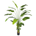 Nearly natural banana plant 240cm tall for modern interiors