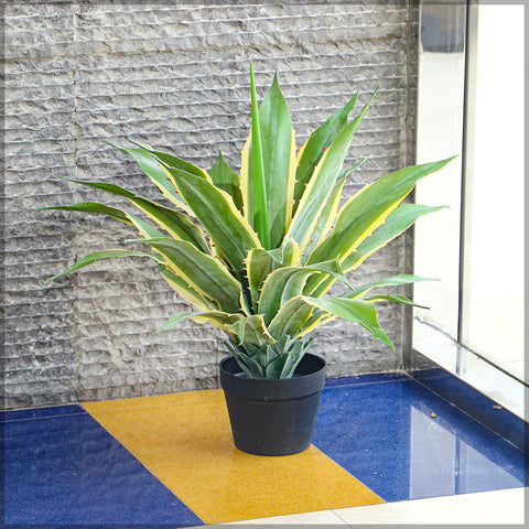 Agave Century Plant for Indoor Spaces