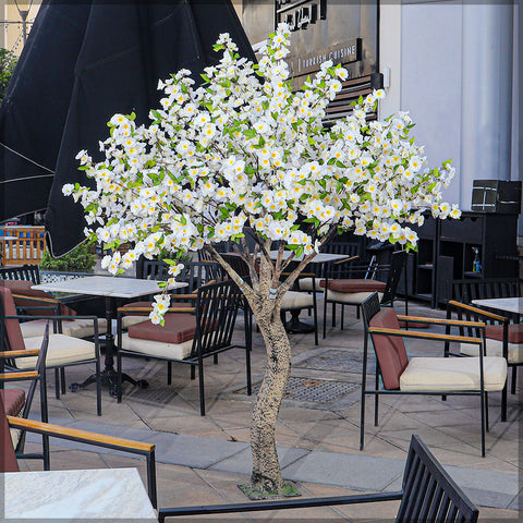 Flowering cherry tree in decorative pot