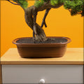 Nearly natural bonsai plant in pot for office decor