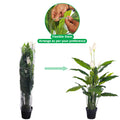 Artificial calla lily plant with lifelike white flowers