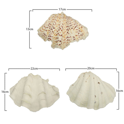 1 KG Natural Sea Shell-Shell-B