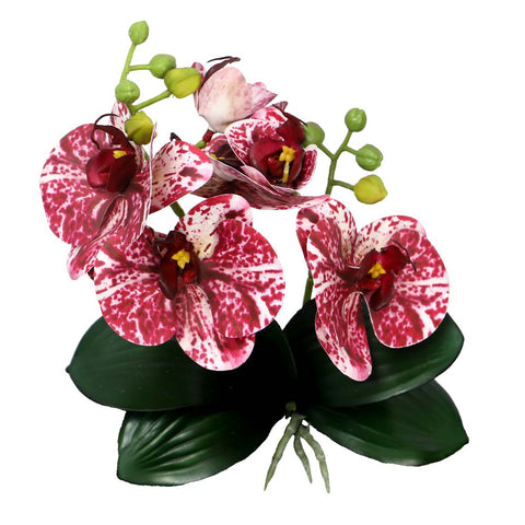 Potted Orchid Flower Arrangement