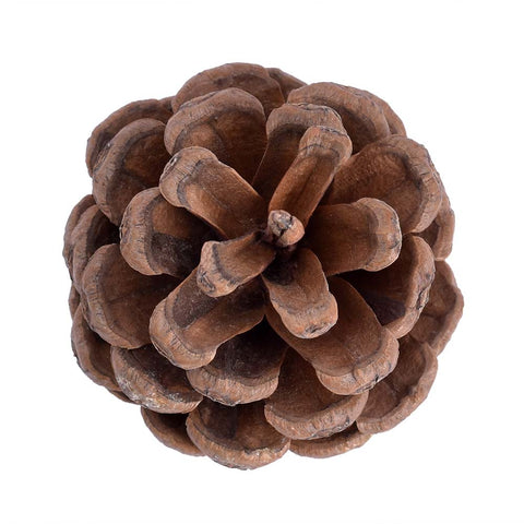 Natural Rustic Pine Cones Brown