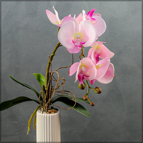 Orchid Flowers Arrangement with Pot