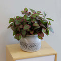 Hypoestes polka dot silk plant for elegant indoor styling