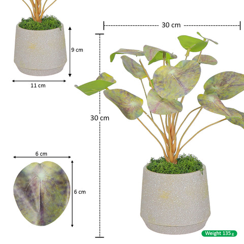 Potted Chinese Money Leaves Plant