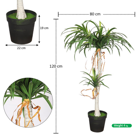 dracaena draco plant in pot