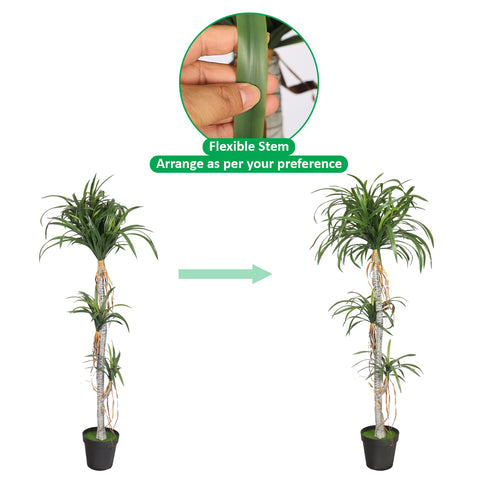 realistic dracaena draco plant