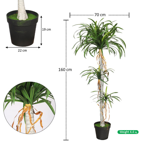 dracaena draco for modern décor