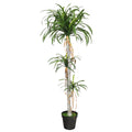 dracaena plant in pot