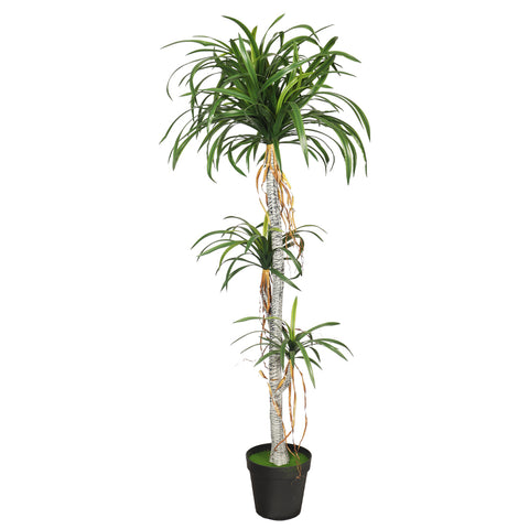 dracaena plant in pot