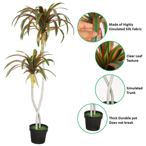 Potted Tropical Yucca Plant