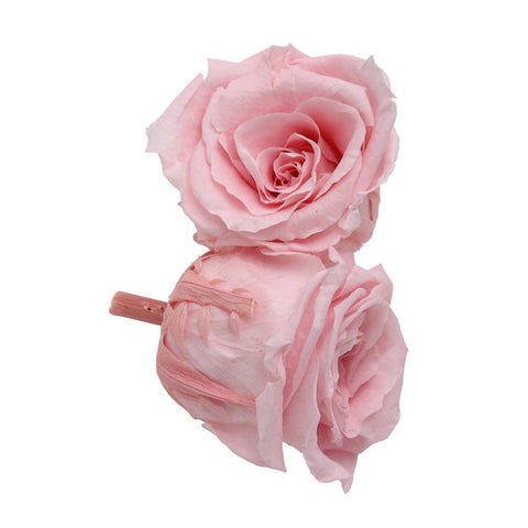 6CM Preserved Rose Flower