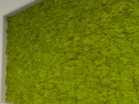 Fresh Moss with Leaves Installation